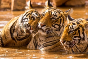 Delhi: Samme dag Sariska National Park Tiger Safari Tour