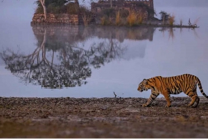 Delhi: Sariska National Park Tour met Tijgersafari op dezelfde dag