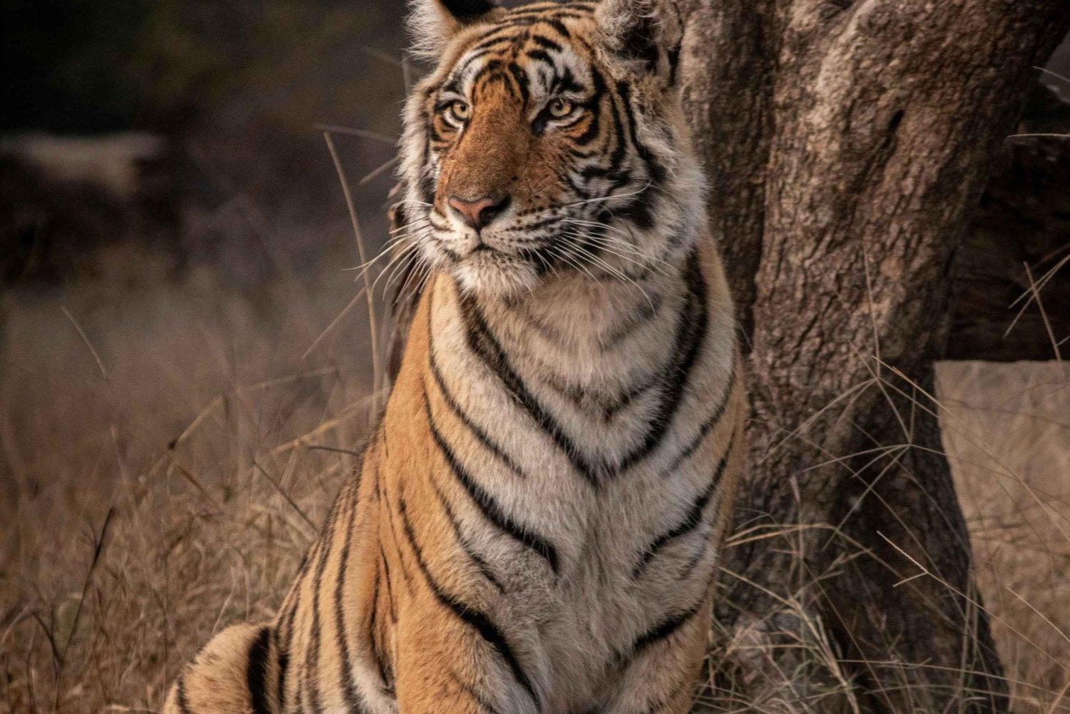 Delhi: Sariska Tiger Reserve Safari Day Trip with Lunch