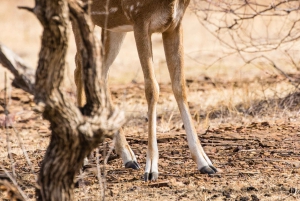 Delhi: Sariskan tiikerinsuojelualueen päiväkierros lounaalla