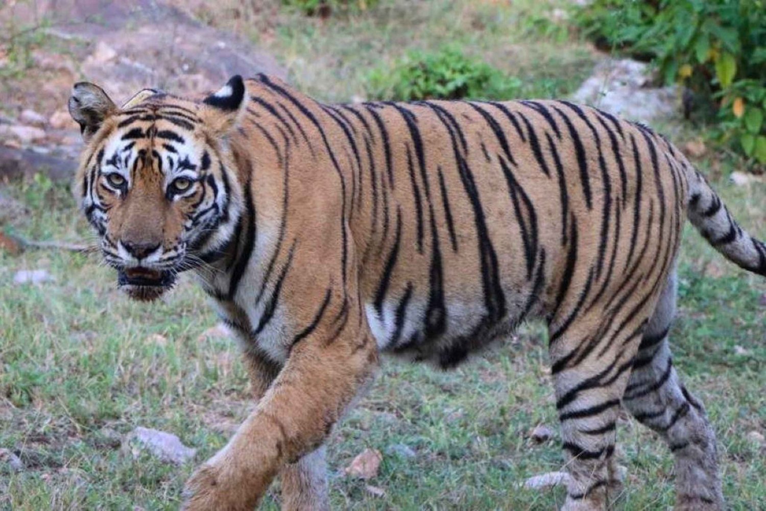 Delhi: Tour zum Sariska-Tigerreservat mit 5-Sterne-Mittagessen