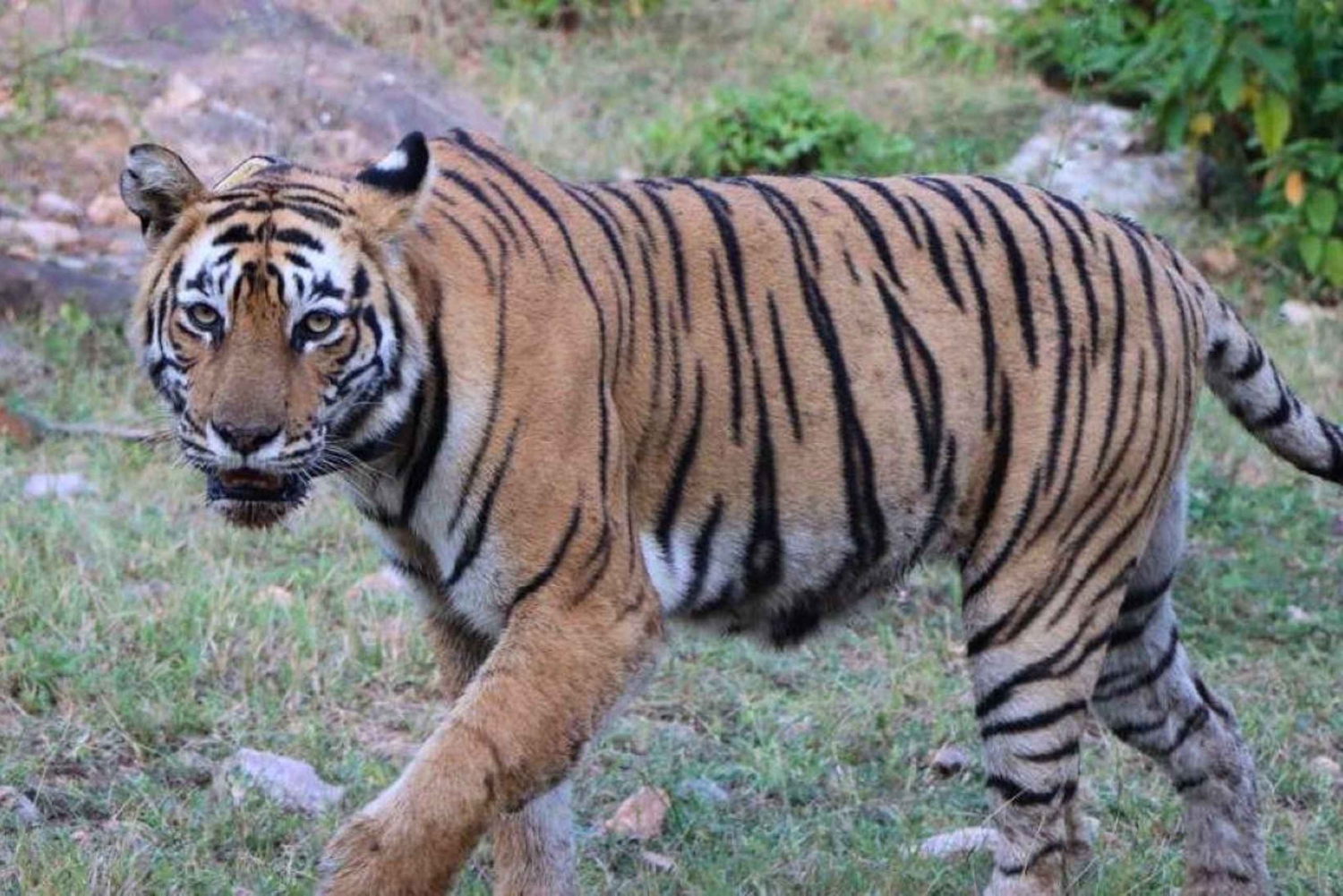 Delhi: Sariska Tiger Reserve-tur med 5-stjernet frokost