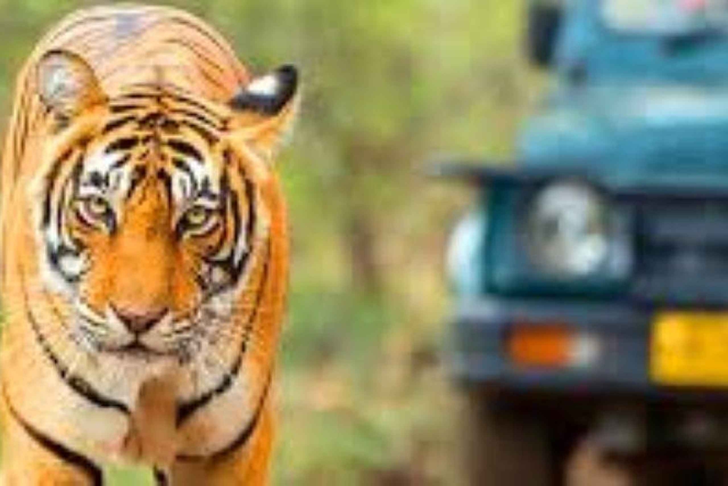 Delhi: Sariska Tiger Reserve-tur med 5-stjernet frokost