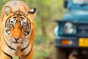 Delhi: Sariska Tiger Reserve Tour with 5-Star Lunch