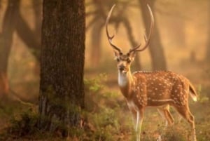 Delhi: Sariska Tiger Reserve Tour with 5-Star Lunch