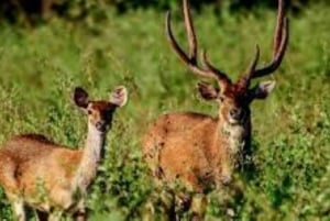 Delhi: Sariska Tiger Reserve Tour with 5-Star Lunch