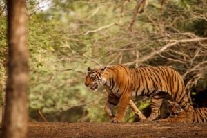 Delhi: Sariska Tiger Reserve Tour with 5-Star Lunch