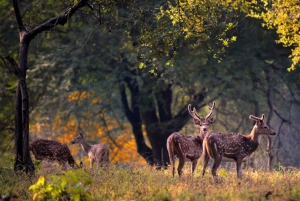 Delhi: Sariska Tiger Reserve Tour with 5-Star Lunch