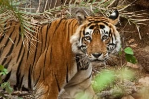 Delhi: Sariska Tiger Reserve Tour with 5-Star Lunch