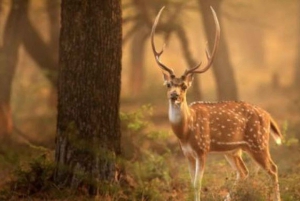 Delhi: Sariska Tiger Reserve-tur med 5-stjernet frokost