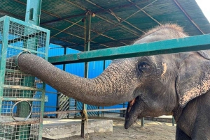 Delhi: Taj Mahal og Agra Fort med Elephant Wildlife SOS-tur