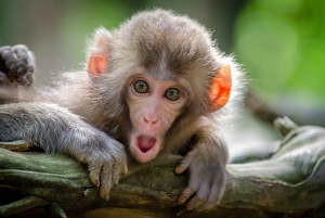 Delhi: Vilddjurs- och ekotur med apesafari