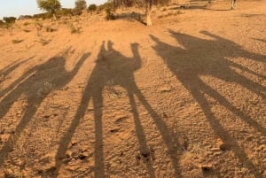 Journée de safari à dos de chameau dans le désert à Jodhpur