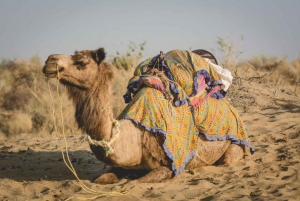 DESERT CAMEL SAFARI