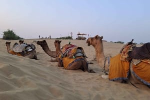 Desert Rose Jaisalmer: Lyxtält i Tharöknen