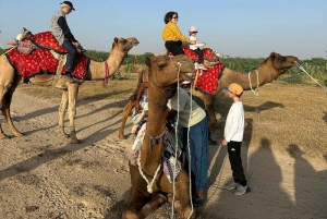 Woestijnroos Jaisalmer: Luxe tent in de Thar-woestijn