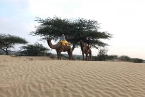 Wüstensafari in Jodhpur