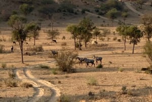 Safari por el desierto en Jodhpur