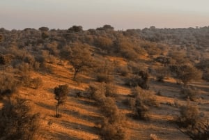 Safari dans le désert à Jodhpur