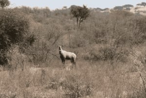 Safari dans le désert à Jodhpur
