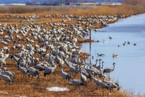 Drop Jaisalmer med besøg i Osian og Khichan fra Jodhpur