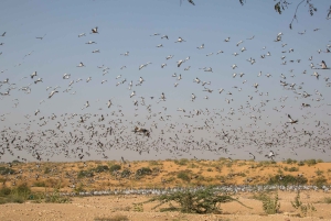 Drop Jaisalmer with Visit Osian and Khichan from Jodhpur
