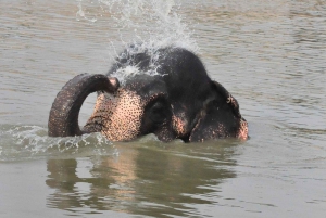 Visita al santuario de elefantes Elefantastic