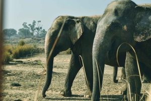 Visita al santuario de elefantes Elefantastic