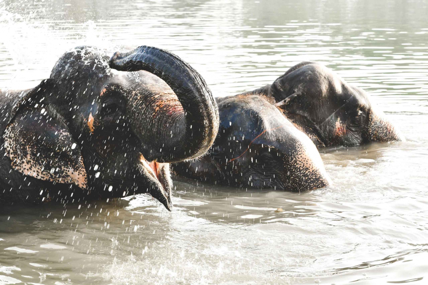 Elefantastic: il santuario degli elefanti