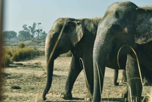 Elefantastic: Elephant Sanctuary