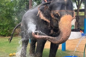 Il miglior santuario degli elefanti Elefun