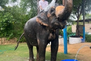 Elefun Najlepsze sanktuarium dla słoni