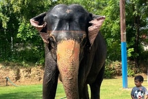 Elefun Best Elephant Sanctuary (Santuário de elefantes)