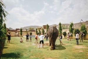 Elefun bästa elefantreservat