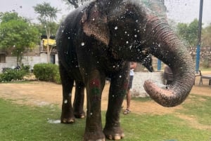 Elefun Best Elephant Sanctuary (Sanctuaire d'éléphants)