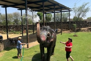Il miglior santuario degli elefanti Elefun