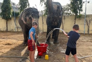 Elefun Mejor Santuario de Elefantes