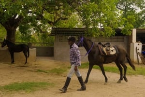 Equestrian Escape: Horse Safari Adventure
