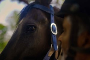 Equestrian Escape: Horse Safari Adventure