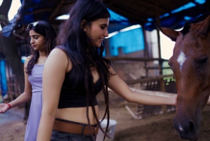 Equestrian Escape: Horse Safari Adventure