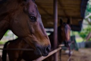 Equestrian Escape: Horse Safari Adventure