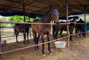 Equestrian Escape: Horse Safari Adventure