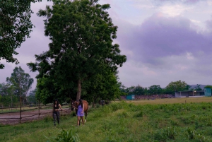 Equestrian Escape: Horse Safari Adventure