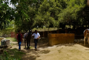 Equestrian Escape: Horse Safari Adventure