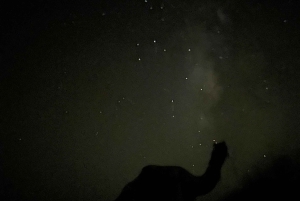 Exclusive Musical Evening at Desert Luxury Camp (NO CAMEL)