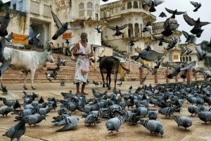 Explore Chittor Fort & Pushkar With Jaipur Drop from Udaipur