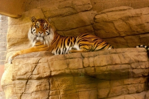 Agrasta: Ranthambore Tiger Safari Tour