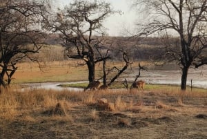 Agrasta: Ranthambore Tiger Safari Tour