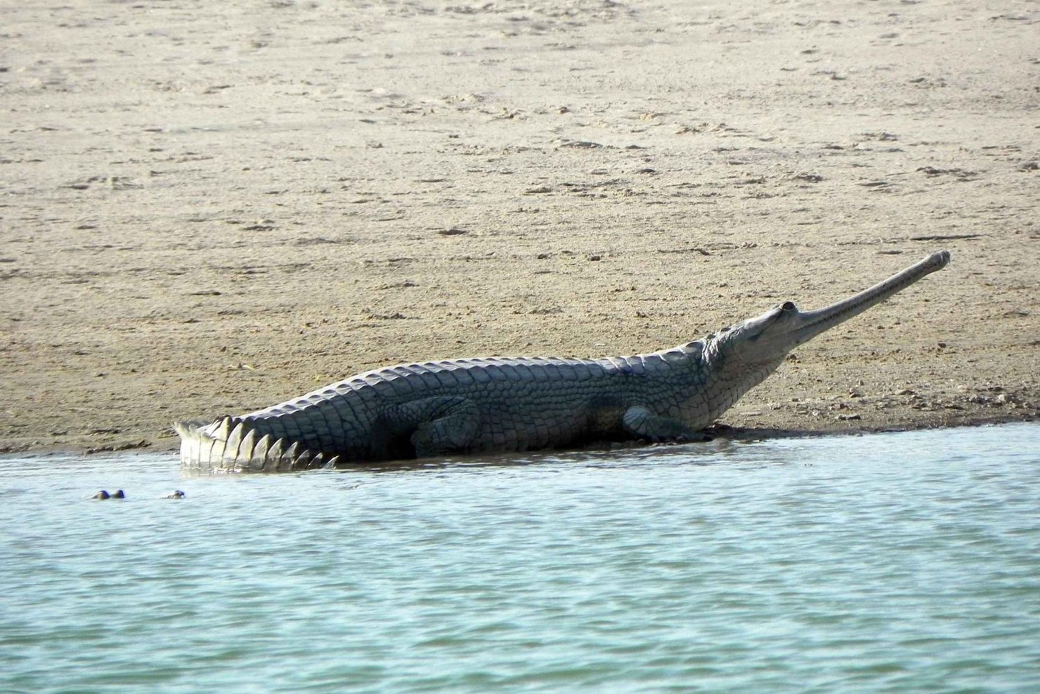 From Agra: Day Trip to Chambal River Safari with Lunch