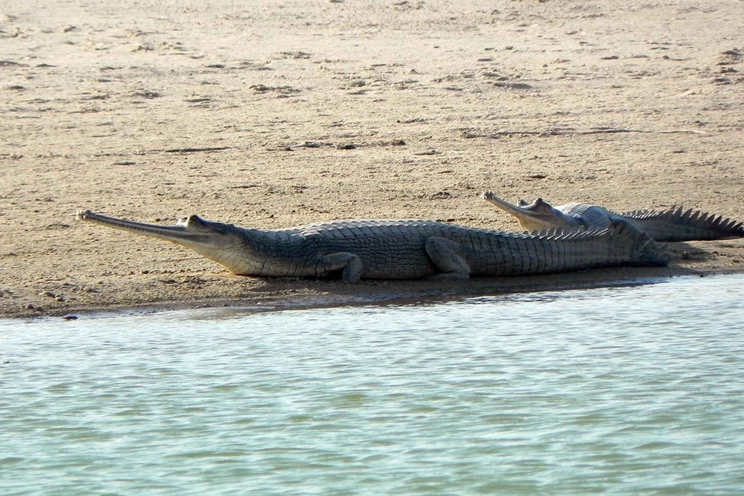 From Agra: Day Trip to Chambal River Safari with Lunch